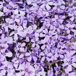 Carpet Phlox Collection 9 Carpet Phlox Collection -You Garden 560712 3
