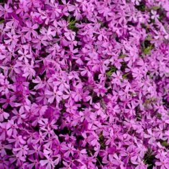 Carpet Phlox Collection 10 Carpet Phlox Collection -You Garden 560712 4