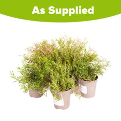 Carpet Phlox Collection 11 Carpet Phlox Collection -You Garden 560712 5