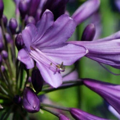 Agapanthus 'Poppin Purple' 9 Agapanthus 'Poppin Purple' -You Garden 560829 2