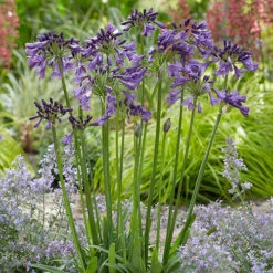 Agapanthus 'Poppin Purple' 10 Agapanthus 'Poppin Purple' -You Garden 560829 3