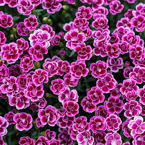 Dianthus 'Pink Kisses' 1 Dianthus 'Pink Kisses'