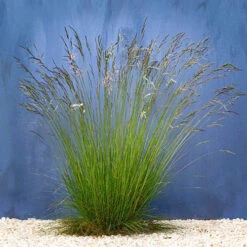 Festuca 'Sunrise' -You Garden 560942 2