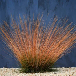 Festuca 'Sunrise' -You Garden 560942 3