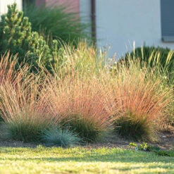 Festuca 'Sunrise' -You Garden 560942 4