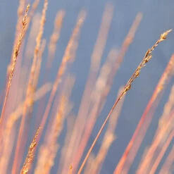 Festuca 'Sunrise' -You Garden 560942 5