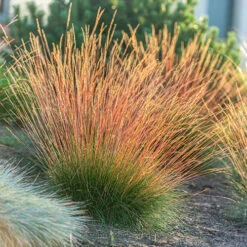 Festuca 'Sunrise' -You Garden 560942 6