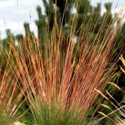 Festuca 'Sunrise' -You Garden 560942 7