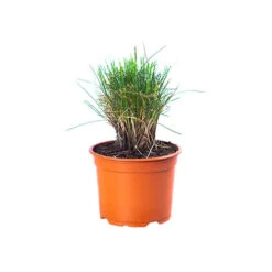 Festuca 'Sunrise' -You Garden 560942 8