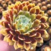 Sempervivum 'Lemon Flare'