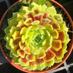 Sempervivum 'Lemon Flare' 6 Sempervivum 'Lemon Flare' -You Garden 560989 2