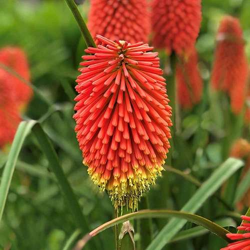 Kniphofia Flamenco 'Red Hot Poker' 1 Kniphofia Flamenco 'Red Hot Poker'