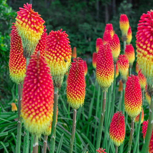 Kniphofia Flamenco 'Red Hot Poker' 2 Kniphofia Flamenco 'Red Hot Poker' - Image 2