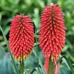 Kniphofia Flamenco 'Red Hot Poker' 5 Kniphofia Flamenco 'Red Hot Poker' -You Garden 560996 2
