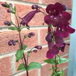 Penstemon Mix -You Garden 561030 2
