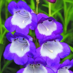 Penstemon Mix -You Garden 561030 3
