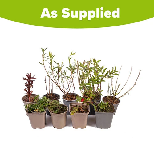 Hardy Perennial Plant Lucky Dip 6 Hardy Perennial Plant Lucky Dip - Image 6