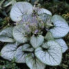 Brunnera Macrophylla Jack Frost 9cm X3