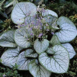 Brunnera Macrophylla Jack Frost 9cm X3