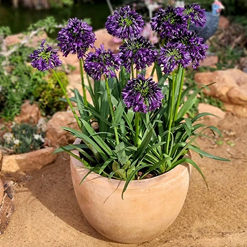 Agapanthus 'Black Jack' 1 Agapanthus 'Black Jack'