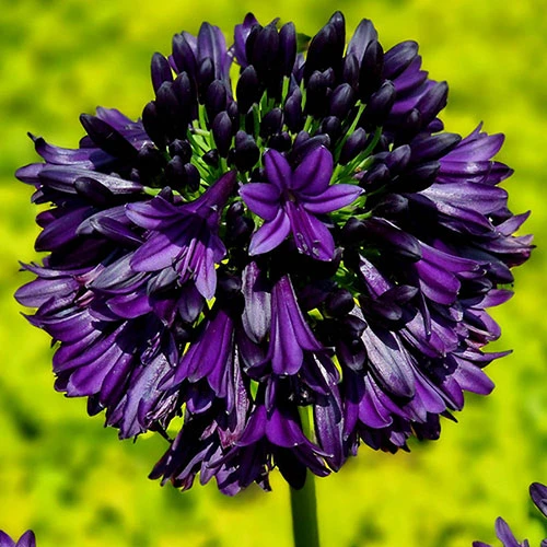 Agapanthus 'Black Jack' 2 Agapanthus 'Black Jack' - Image 2