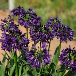 Agapanthus 'Black Jack' 7 Agapanthus 'Black Jack' -You Garden 561057 2