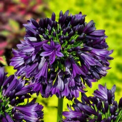 Agapanthus 'Black Jack' 8 Agapanthus 'Black Jack' -You Garden 561057 3