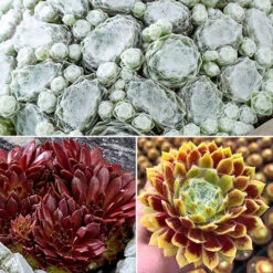Sempervivum Mix
