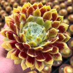 Sempervivum Mix 7 Sempervivum Mix -You Garden 561061 3