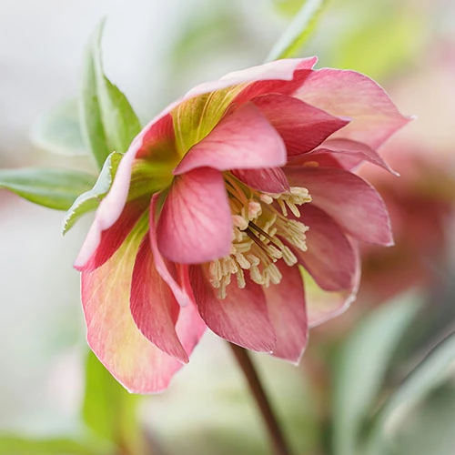 Hellebore Double Ellen 1 Hellebore Double Ellen