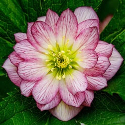 Hellebore Double Collection 9cm X 6 -You Garden 561065 2