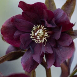 Hellebore Double Collection 9cm X 6 -You Garden 561065 3