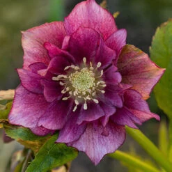 Hellebore Double Collection 9cm X 6 -You Garden 561065 4