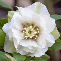 Hellebore Double Collection 9cm X 6 -You Garden 561065 5