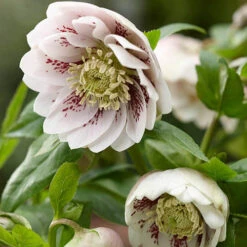 Hellebore Double Collection 9cm X 6 -You Garden 561065 6