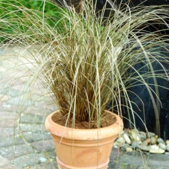 Ornamental Grasses Collection -You Garden 561181 2