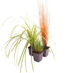 Ornamental Grasses Collection -You Garden 561181 4
