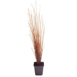Ornamental Grasses Collection -You Garden 561181 5