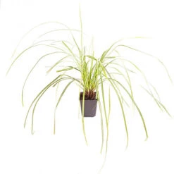 Ornamental Grasses Collection -You Garden 561181 6