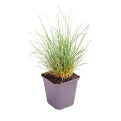 Ornamental Grasses Collection -You Garden 561181 7