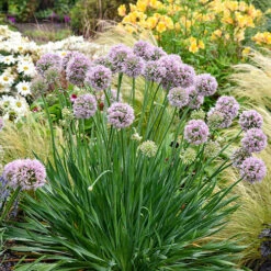 Allium Bubble Bath 8 Allium Bubble Bath -You Garden 561182 3