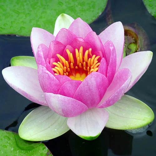 Water Lily Planting Kit - Pink 1 Water Lily Planting Kit - Pink