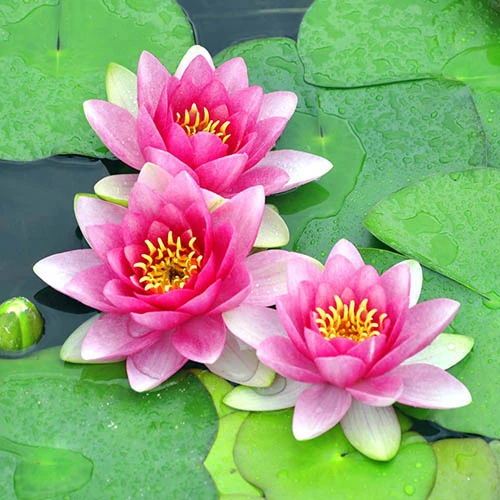 Water Lily Planting Kit - Pink 2 Water Lily Planting Kit - Pink - Image 2