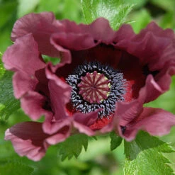 Papaver 'Patty's Plum' -You Garden 580059 2