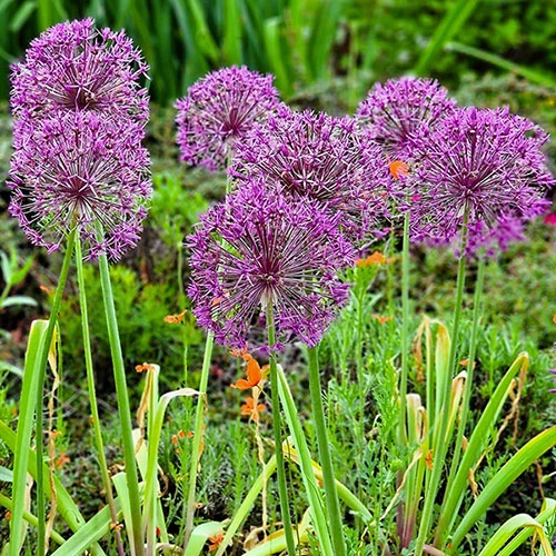 Allium 'Christophii' 1 Allium 'Christophii'