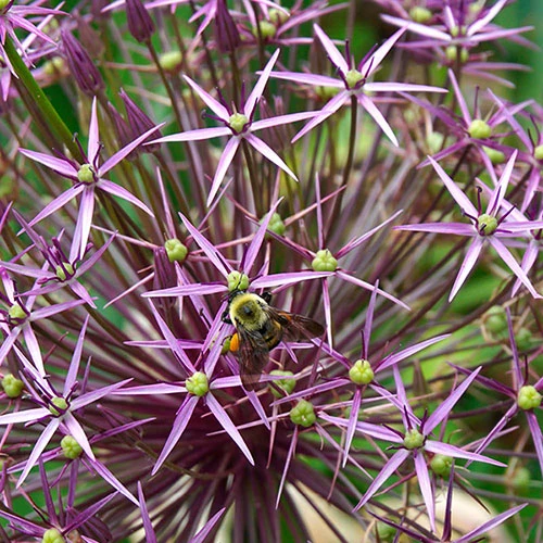 Allium 'Christophii' 2 Allium 'Christophii' - Image 2