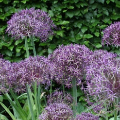Allium 'Christophii' 7 Allium 'Christophii' -You Garden 600120 2