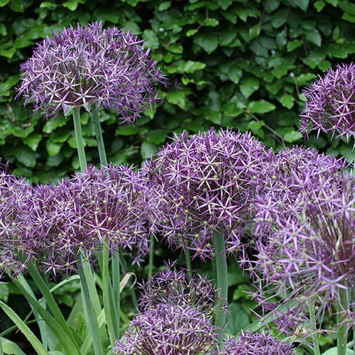 Allium 'Christophii' 3 Allium 'Christophii' - Image 3