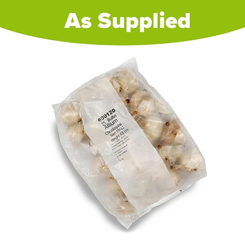 Allium 'Christophii' 5 Allium 'Christophii' - Image 5