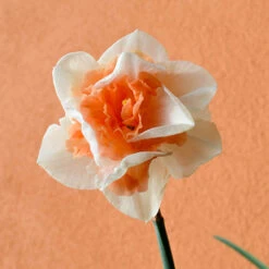 Daffodil 'Replete' 6 Daffodil 'Replete' -You Garden 600161 2